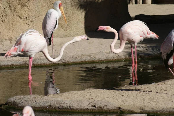 Kampf Des Großen Flamingos Phoenicopterus Roseus — Stockfoto