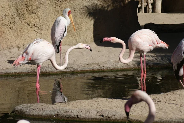 Kampf Des Großen Flamingos Phoenicopterus Roseus — Stockfoto