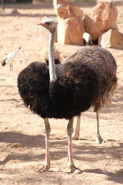 Vacker Utsikt Över Vackra Strutsar Naturen — Stockfoto