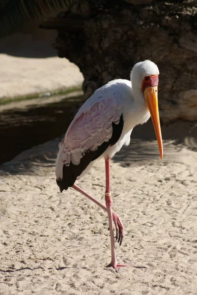 Ooievaar Met Gele Snavel Mycteria Ibis — Stockfoto