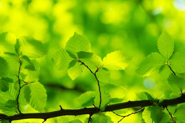 Primavera Verano Flora Hojas Verdes — Foto de Stock