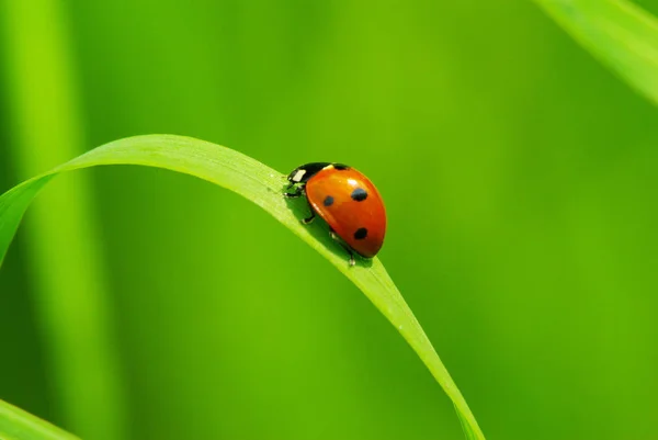 Mariquita Roja Sobre Hierba Verde Aislada Sobre Blanco —  Fotos de Stock