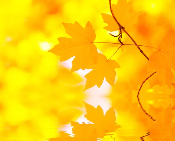 Feuilles Automne Fond Dans Journée Ensoleillée — Photo