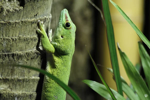 Gecko Reptilienechse Tropisches Tier — Stockfoto