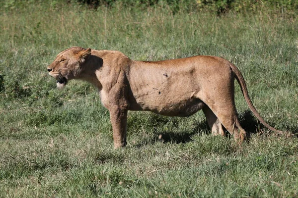 Lwica Serengeti — Zdjęcie stockowe