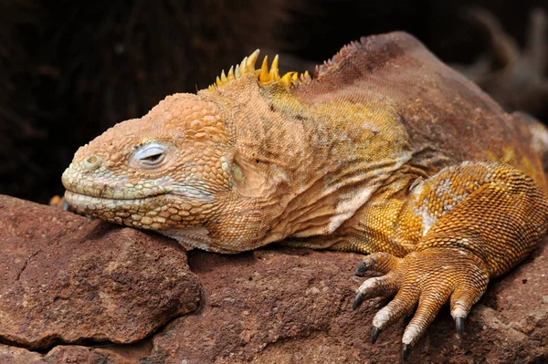 Iguane Sauvage Reptilien Animal — Photo