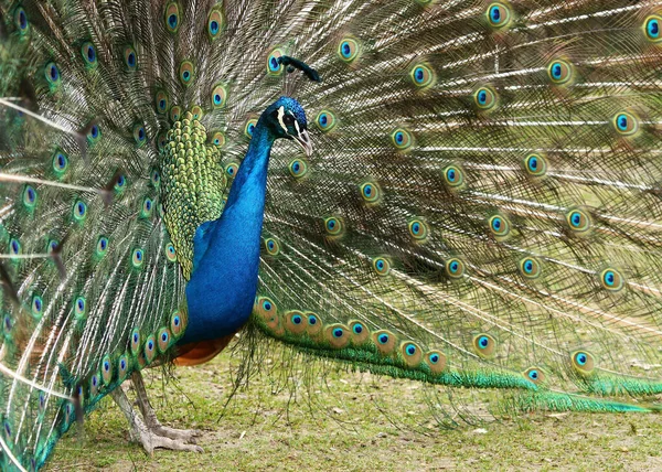 Doğadaki Güzel Kuşun Görüntüsü — Stok fotoğraf