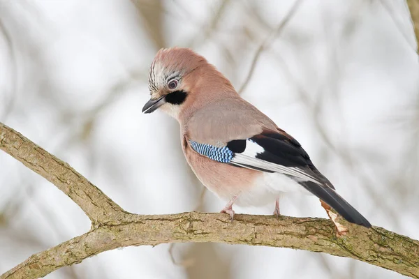 Vacker Utsikt Över Vackra Kaj Fågel — Stockfoto