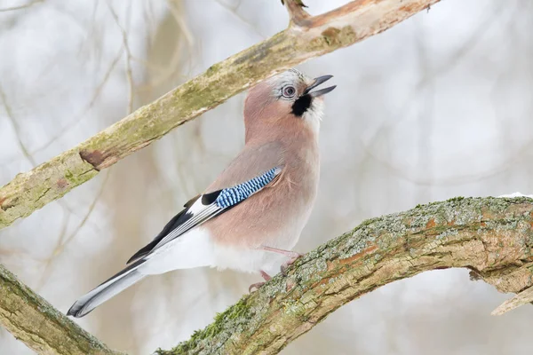 Malebný Pohled Krásné Jay Ptáka — Stock fotografie