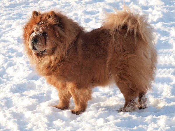 Chow Chow Dog, sun and  white snow.