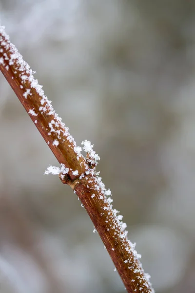 Bevroren Planten Het Winterbos — Stockfoto