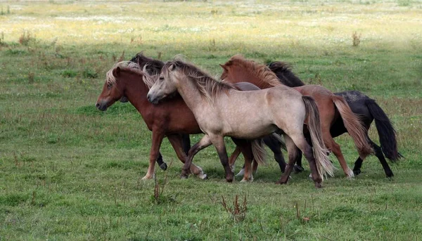 Poneys Iceland Dans Groupe — Photo