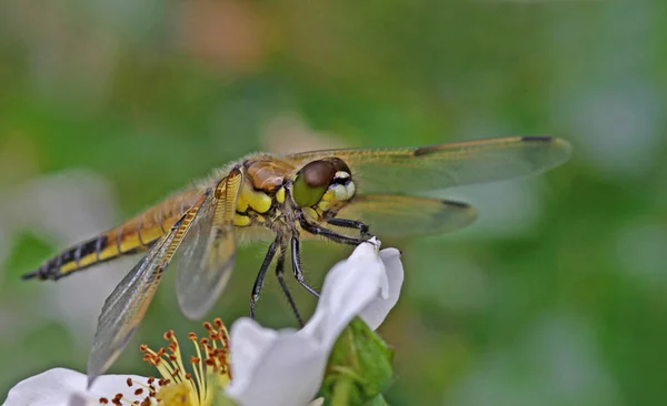 Detailní Makro Pohled Hmyz Vážky — Stock fotografie