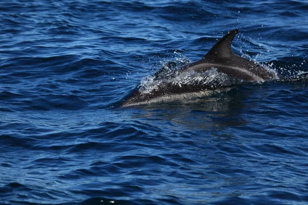 青い海の水のイルカや海洋動物の野生動物 — ストック写真