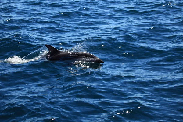 Dolfijnen Blauw Zeewater Zeedieren Het Wild — Stockfoto