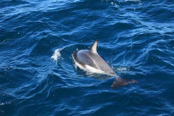 Delfíni Modré Mořské Vodě Mořští Živočichové Volně Žijící Živočichové — Stock fotografie