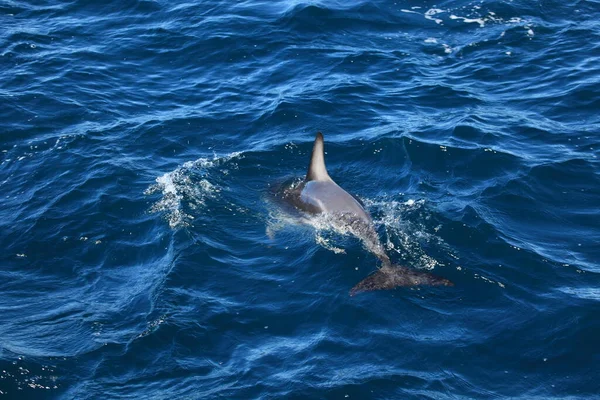 Delfines Aguas Del Mar Azul Animales Marinos Salvajes — Foto de Stock