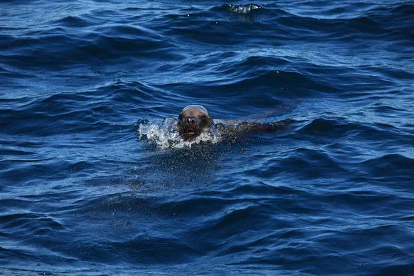 Zeehonden Zeezoogdieren — Stockfoto