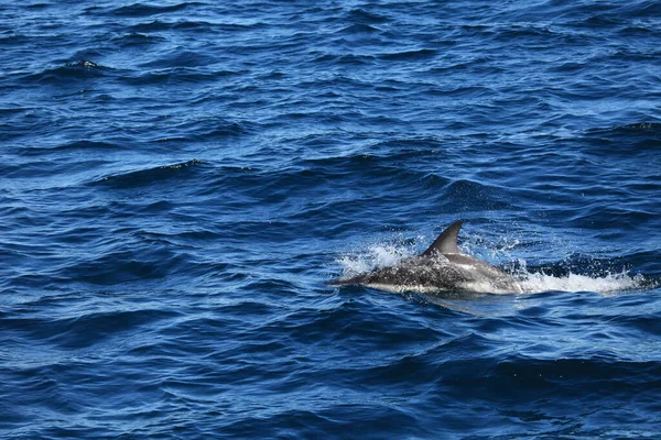 蓝海中的海豚 海洋动物及野生动物 — 图库照片