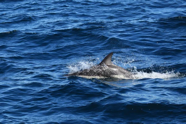 Dolfijnen Blauw Zeewater Zeedieren Het Wild — Stockfoto