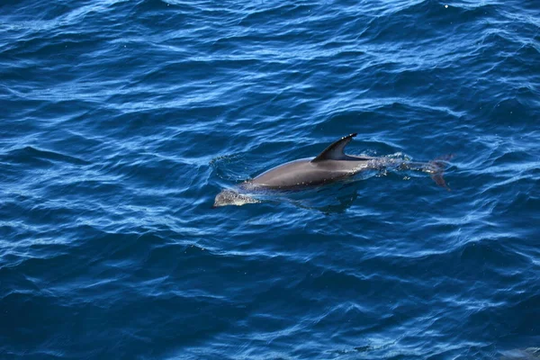 Delfines Aguas Del Mar Azul Animales Marinos Salvajes — Foto de Stock