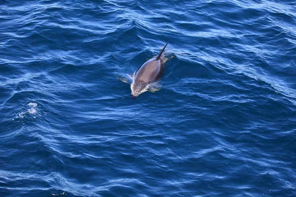 Delfines Aguas Del Mar Azul Animales Marinos Salvajes — Foto de Stock