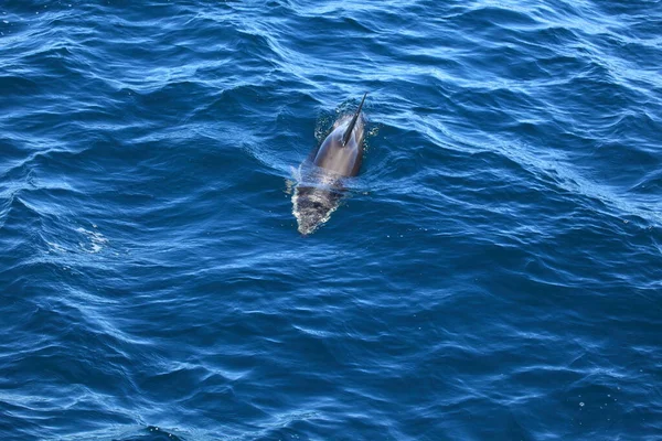 Dolfijnen Blauw Zeewater Zeedieren Het Wild — Stockfoto