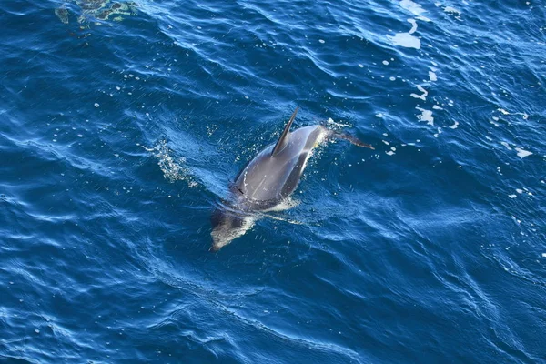 Дельфины Синей Морской Воде Морские Животные Дикой Природы — стоковое фото