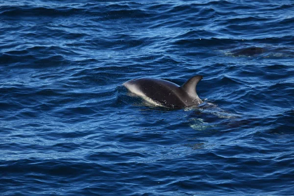 Delfines Aguas Del Mar Azul Animales Marinos Salvajes — Foto de Stock