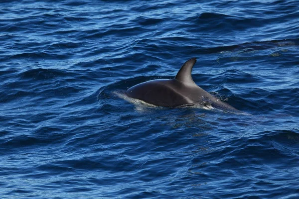 Delfines Aguas Del Mar Azul Animales Marinos Salvajes — Foto de Stock