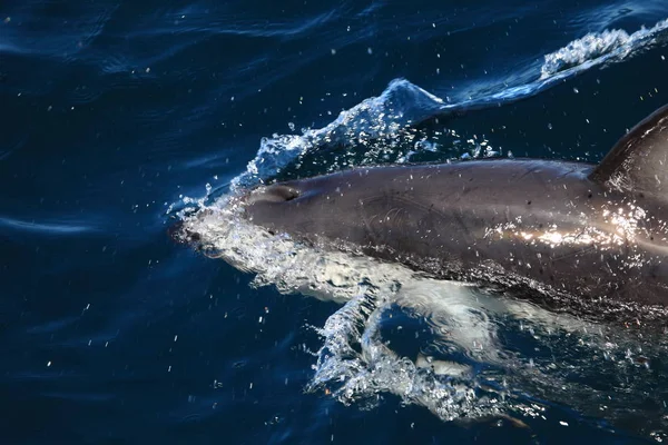 Delfín Modré Mořské Vodě — Stock fotografie