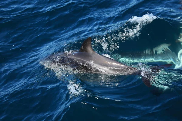 Golfinhos Água Mar Azul Animais Marinhos Vida Selvagem — Fotografia de Stock