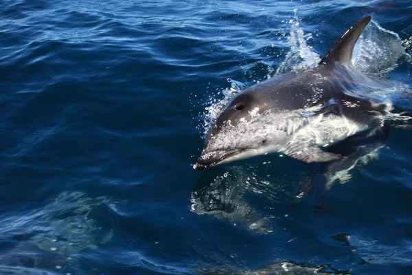 Delfín Agua Mar Azul — Foto de Stock