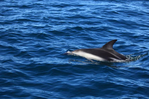 Delfín Agua Mar Azul — Foto de Stock