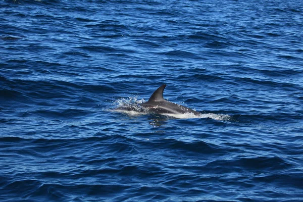 Дельфин Голубой Морской Воде — стоковое фото