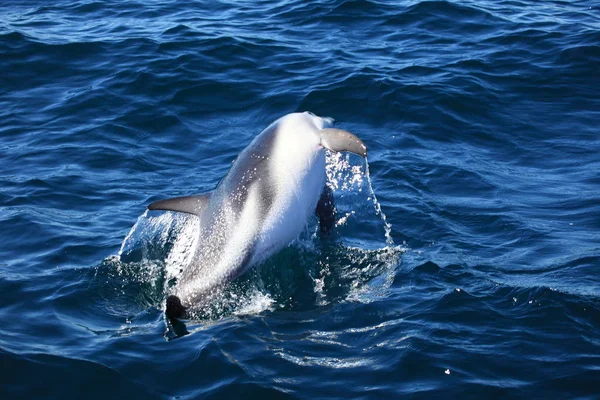 Delfín Agua Mar Azul — Foto de Stock