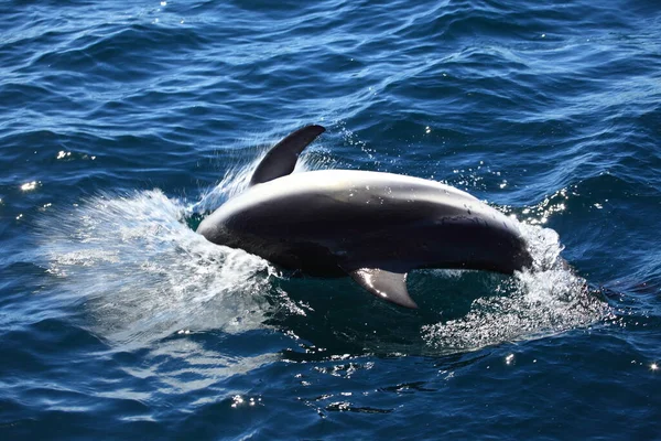 Delfines Aguas Del Mar Azul Animales Marinos Salvajes — Foto de Stock