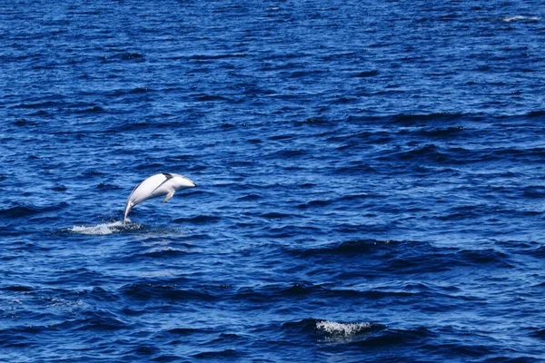青い海のイルカ — ストック写真