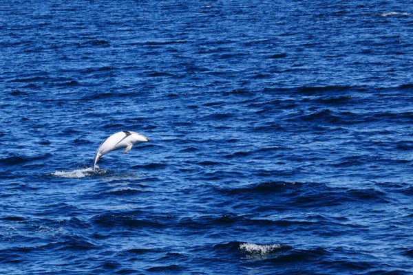 Dolfijn Blauw Zeewater — Stockfoto