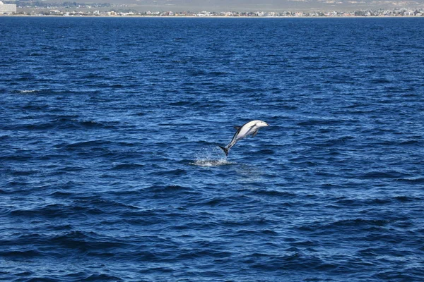 Delfín Agua Mar Azul — Foto de Stock