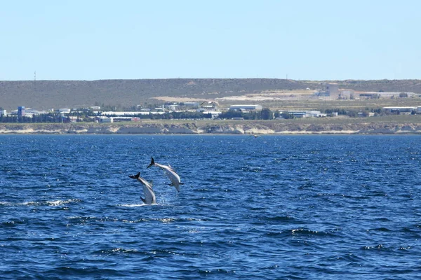 Delfines Aguas Del Mar Azul Animales Marinos Salvajes — Foto de Stock