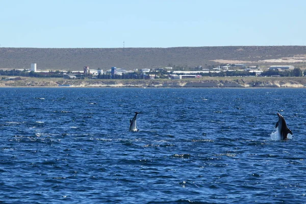 Delfín Agua Mar Azul — Foto de Stock