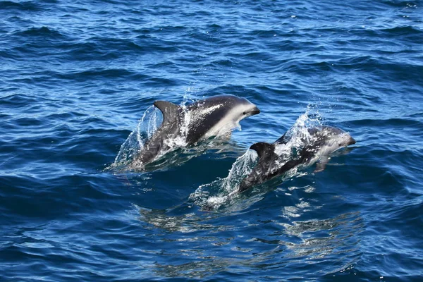 Delfines Aguas Del Mar Azul Animales Marinos Salvajes — Foto de Stock