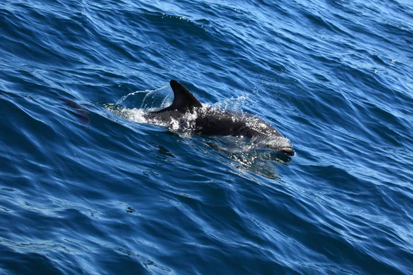Дельфин Голубой Морской Воде — стоковое фото