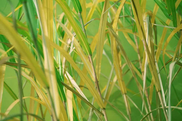 Grüne Bambusbäume Flora Und Laub — Stockfoto