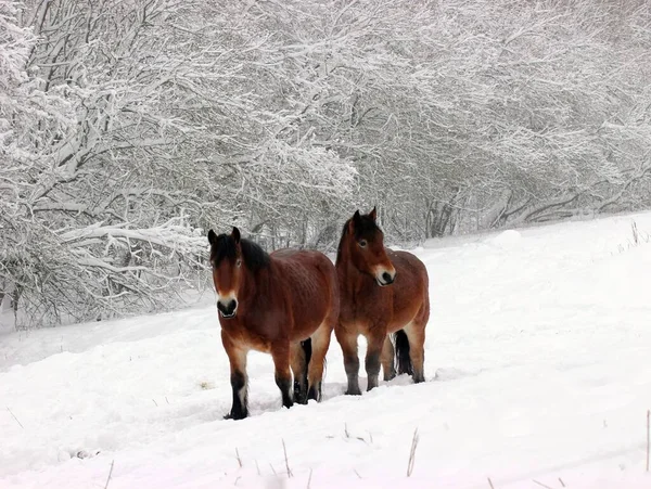 Reinrassiges Nutztier Landpferd — Stockfoto