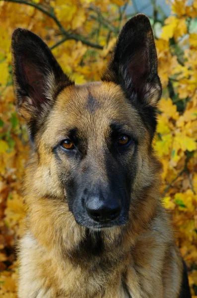Γερμανικό Τσοπανόσκυλο Φθινόπωρο — Φωτογραφία Αρχείου