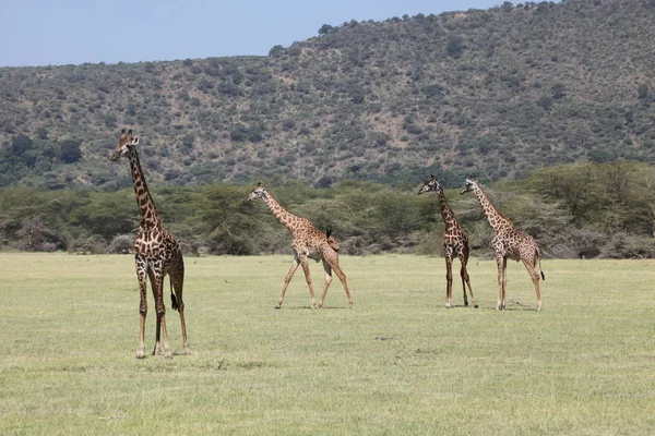 Žirafa Stádo Savana Zvířata — Stock fotografie
