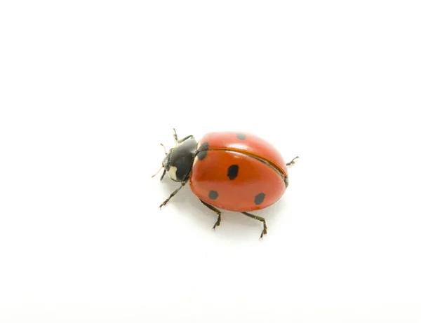 Red Ladybug Isolated White Stock Photo
