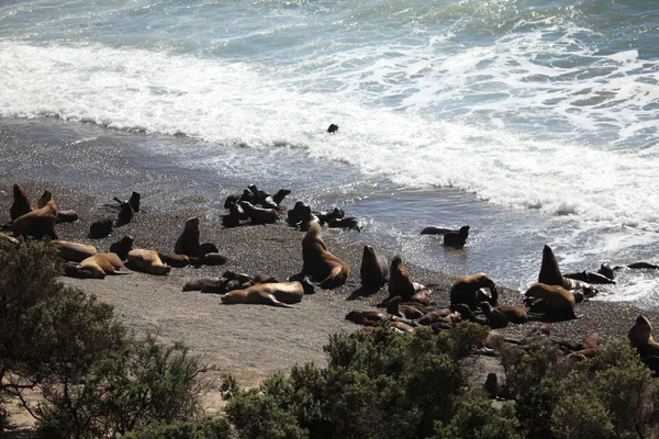 瓦尔德斯半岛海滩 靠近海水的海狮 — 图库照片
